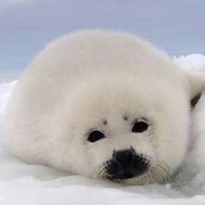 Meet your Posher, Avery